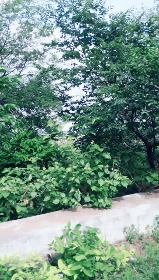 @saileela