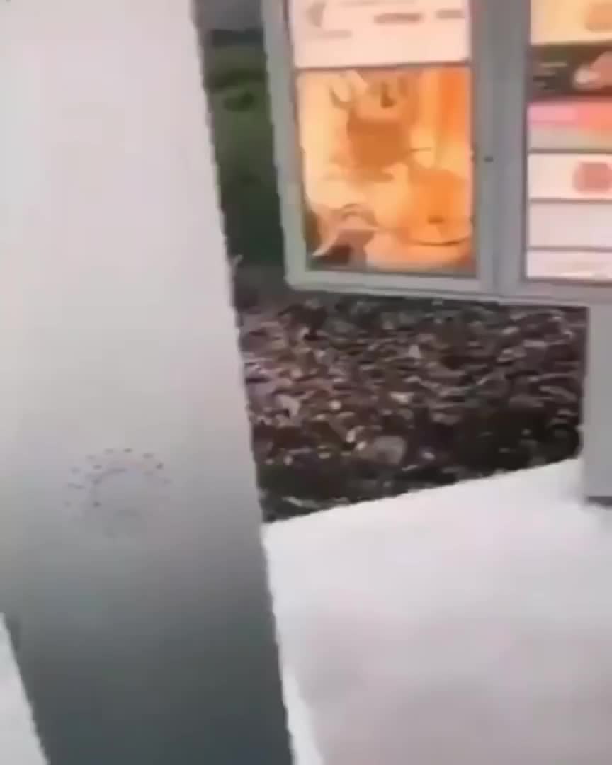 @Derpyoso