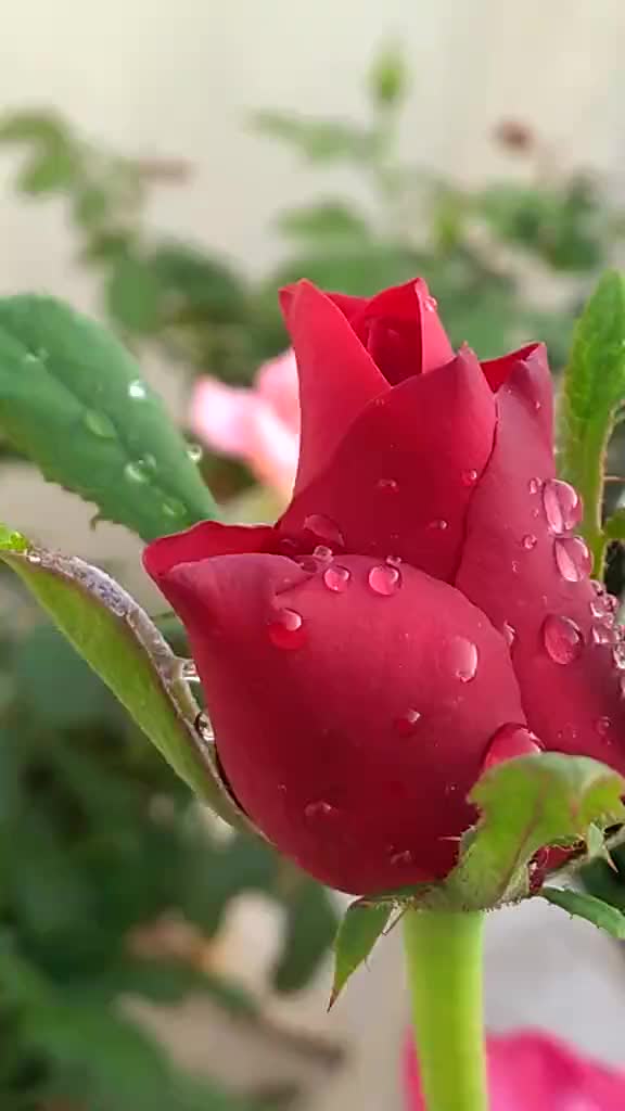 @SIDDHIKSHA SATAPATHY