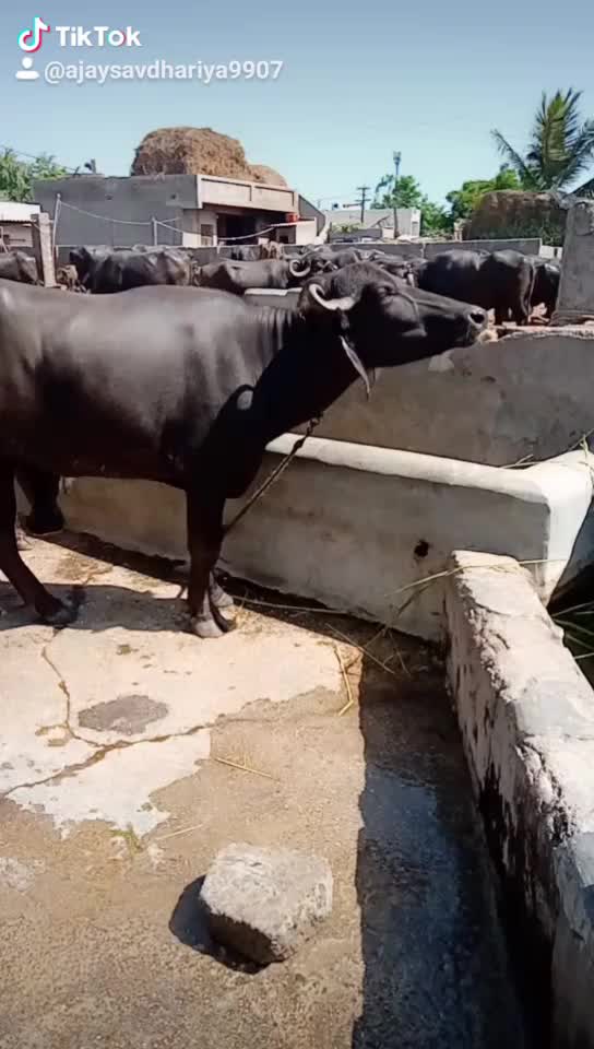 @Mr. Maldhari 9907