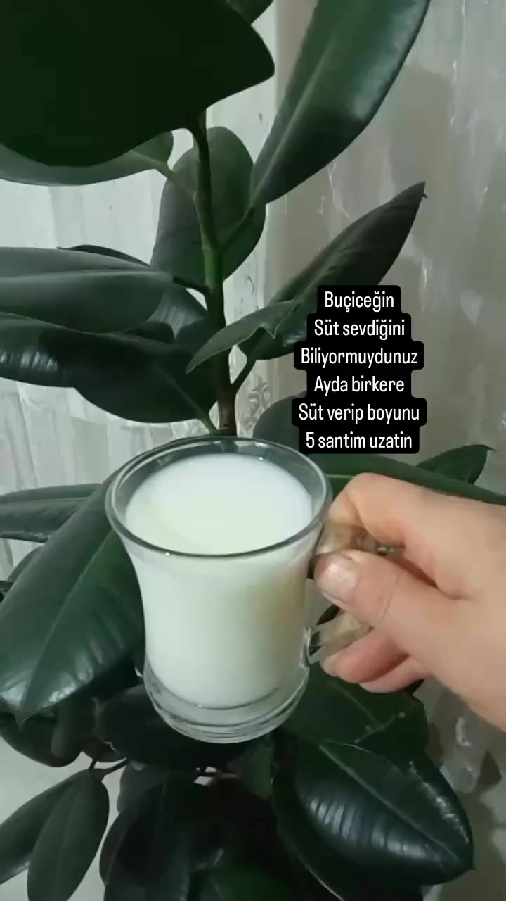 @&ouml;zlem g&uuml;ler