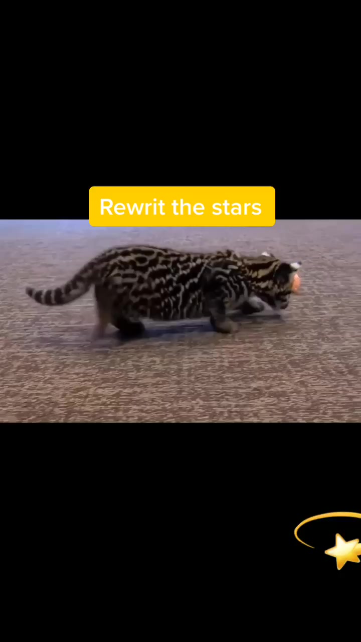 @Pet loverr
