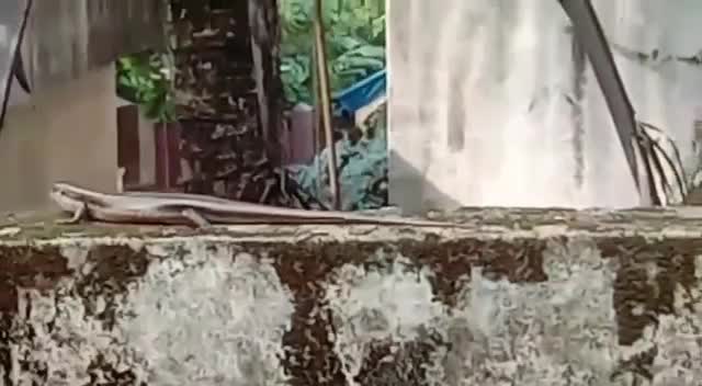 @ammu kunju syru