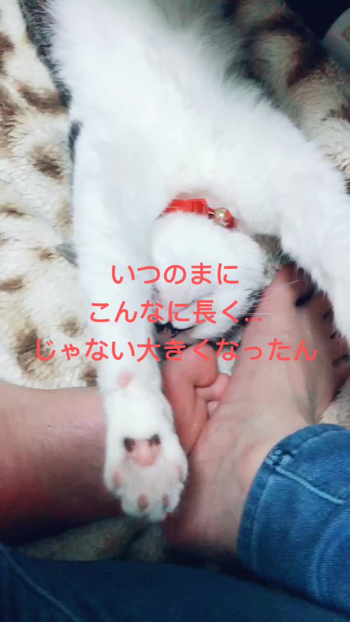 @rinyumi