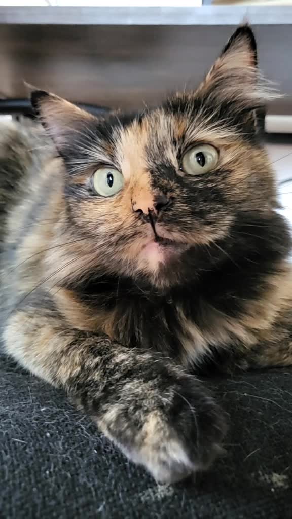 @Trini Cat