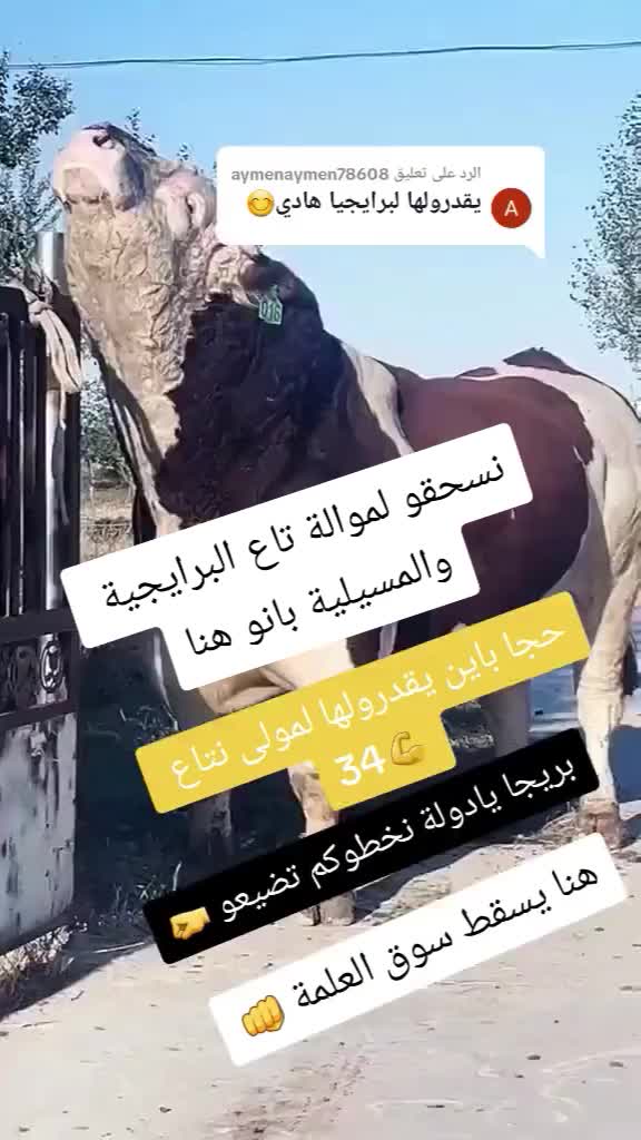 @الموالة اخالي الابقار