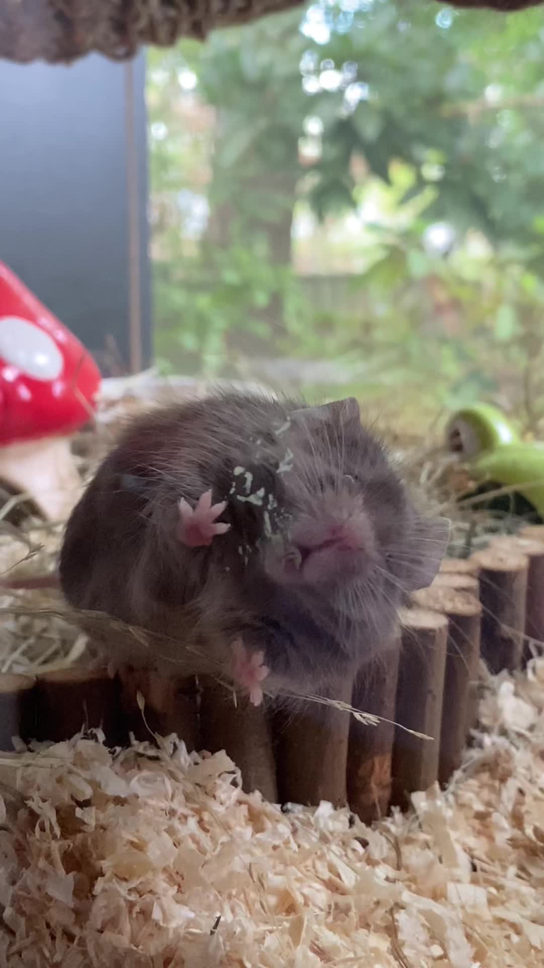 @ThatMouseGirl♡