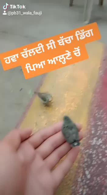 @pb 31 wali