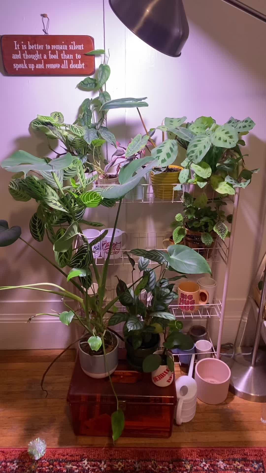 @championofmediocreplants