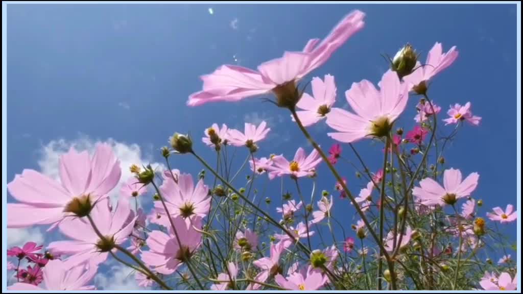 @Natural Flowers