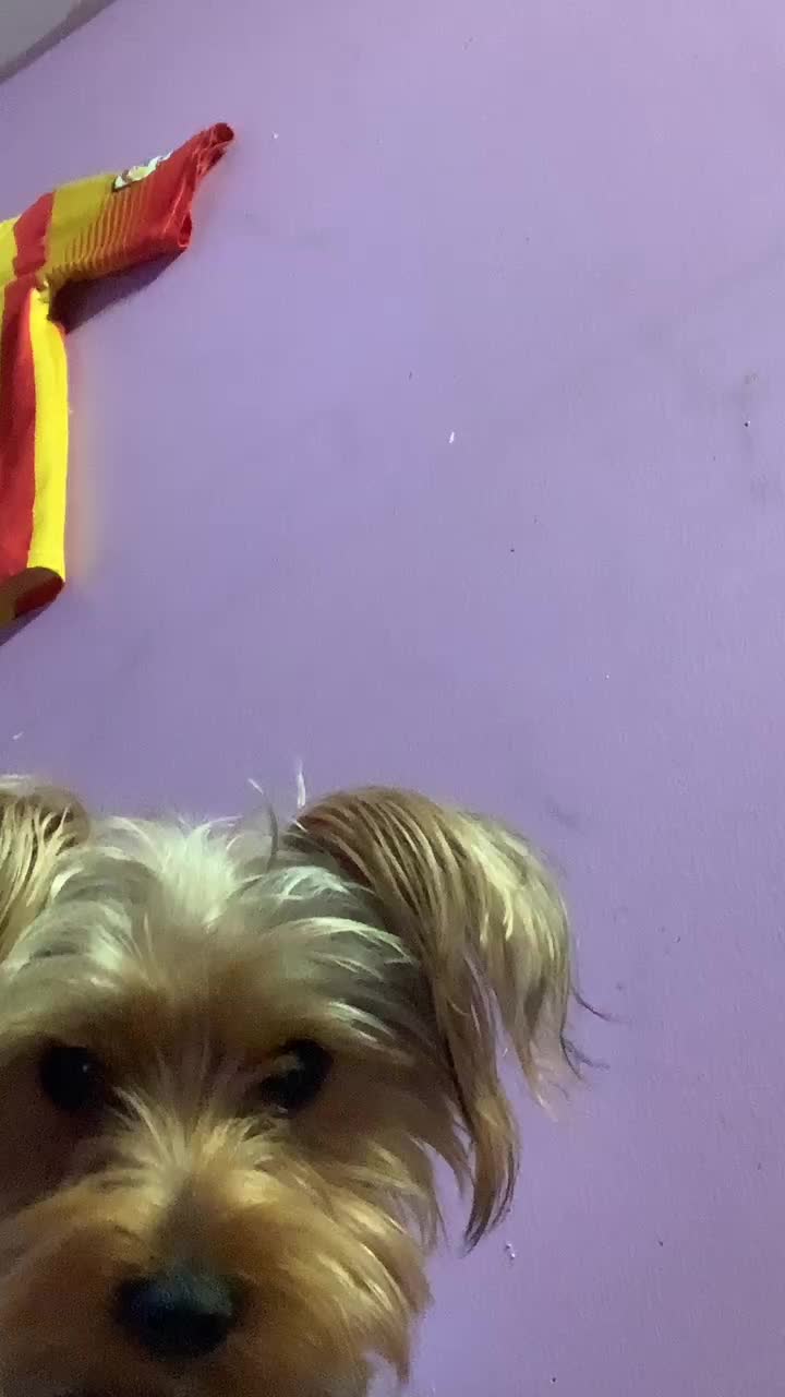 @tedtheyorkie