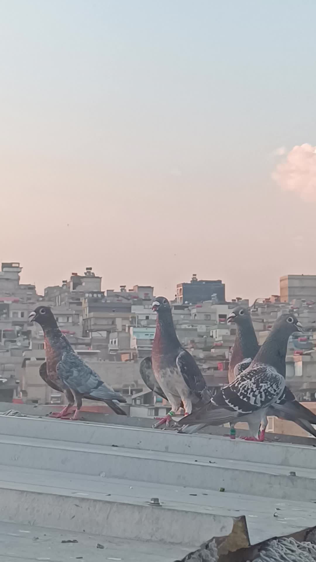 @orhanpolat270