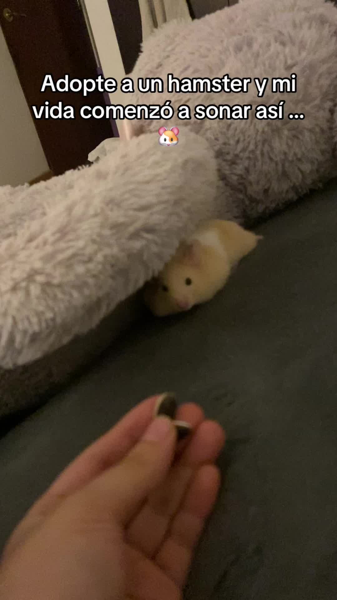 @ZaitMoon 🌙