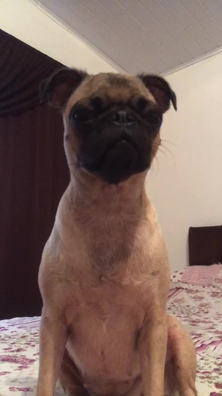 @Pug_kinder