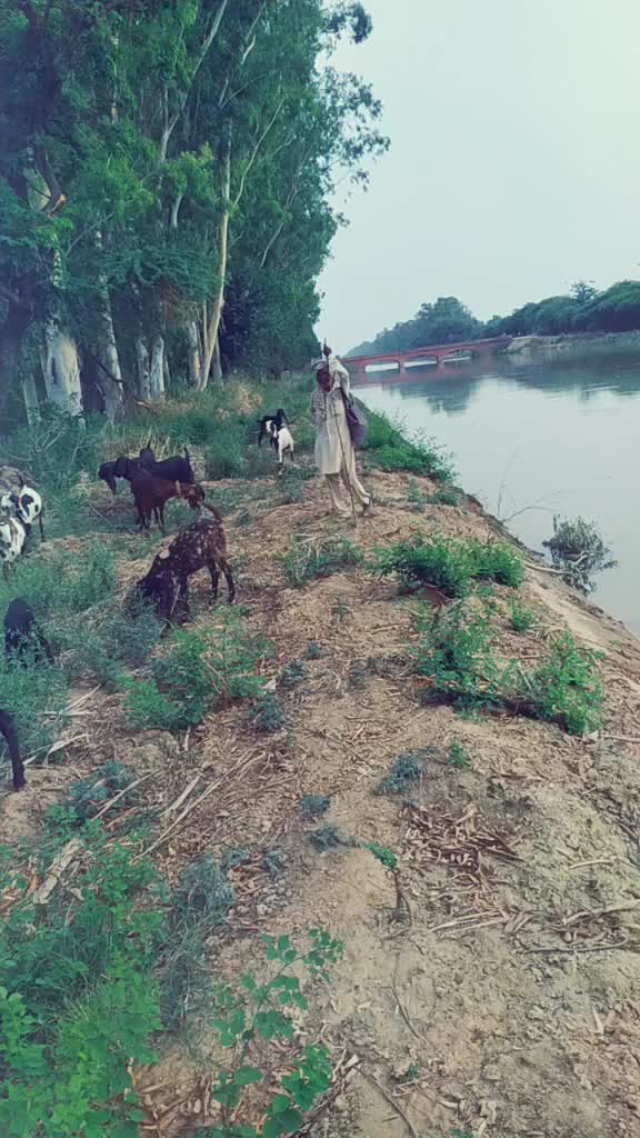 @ਸੱਤਾ ਧਮੋਟ