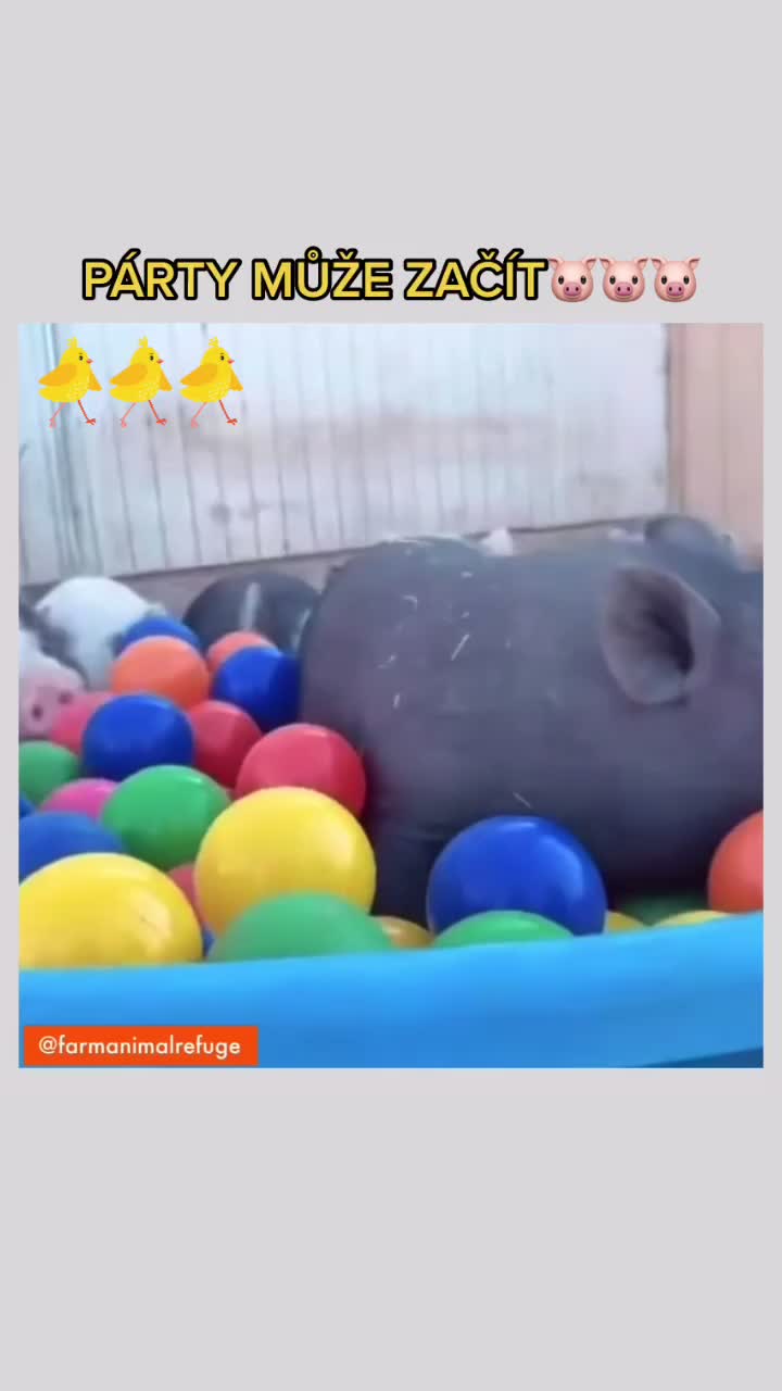 @ULTIMATE.VEGANS