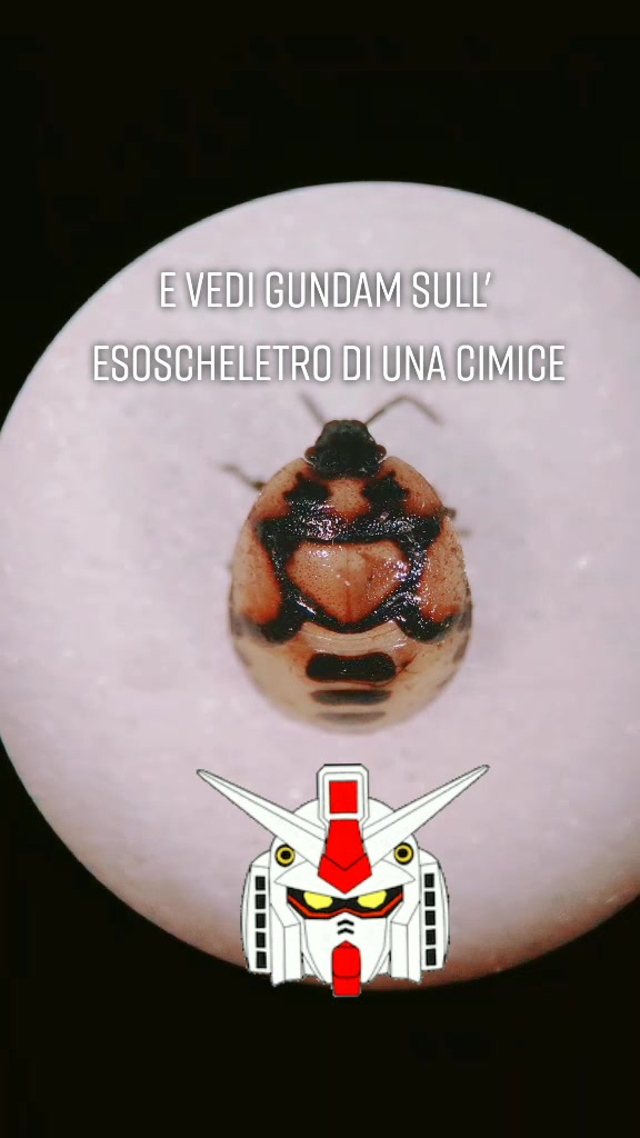@ShiDeRob