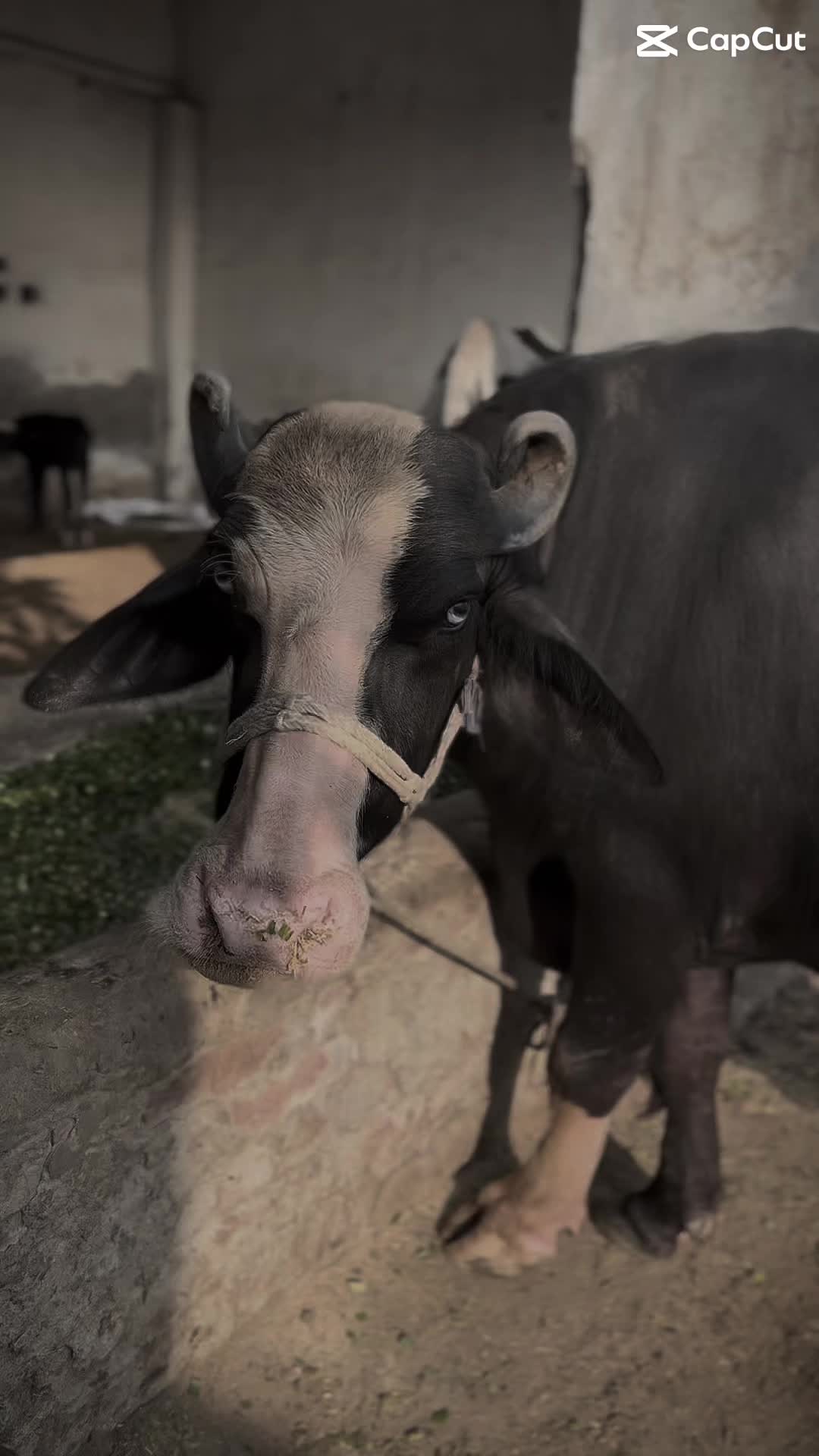 @ZA Farms