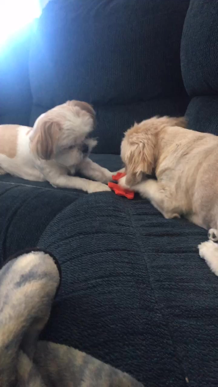 @Dobey-floofy