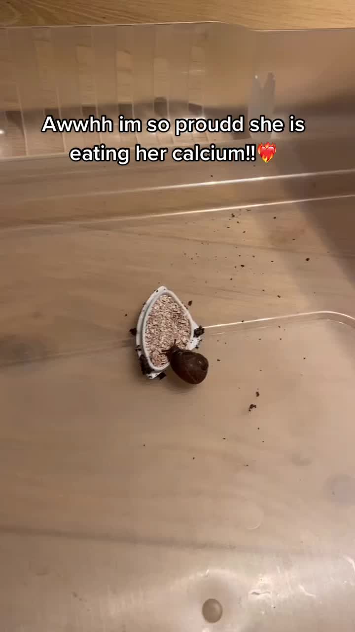 @Peppy the snail <3
