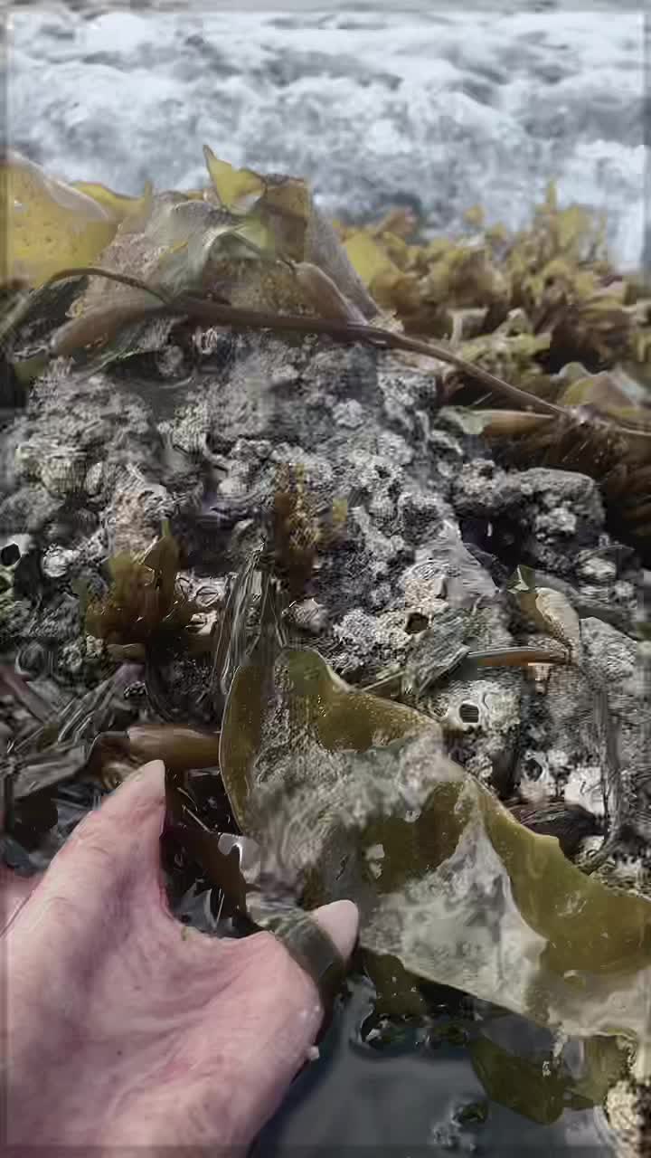 @kurague🐟