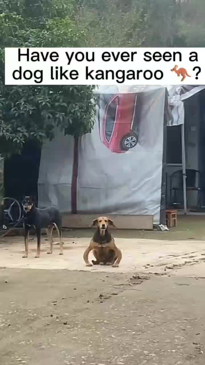 @funnypets818