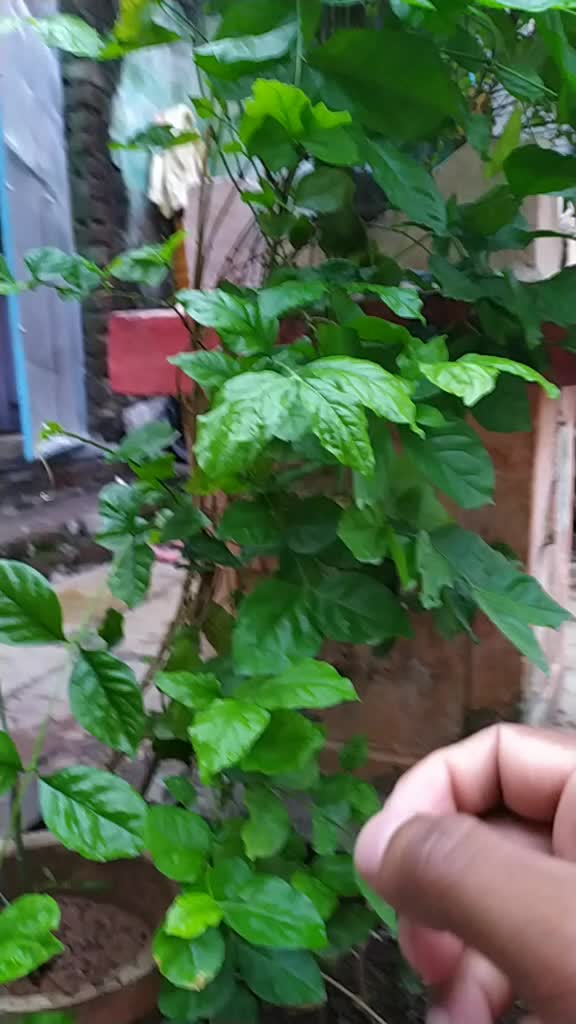 @prashant Mali