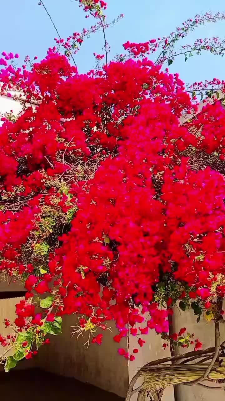 @💞Only_Flowers💞