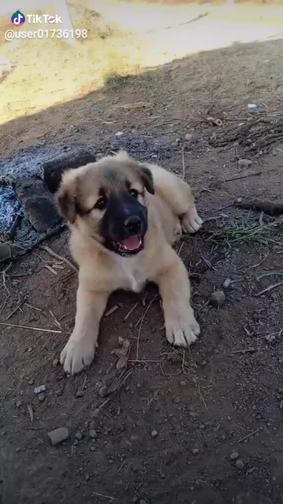 @vijaysinh