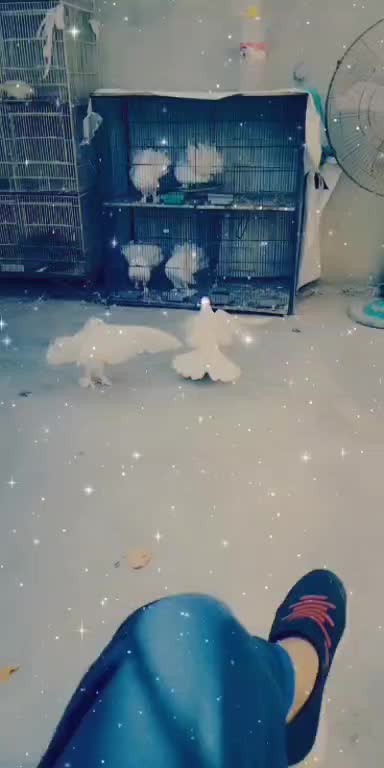 @فر حان