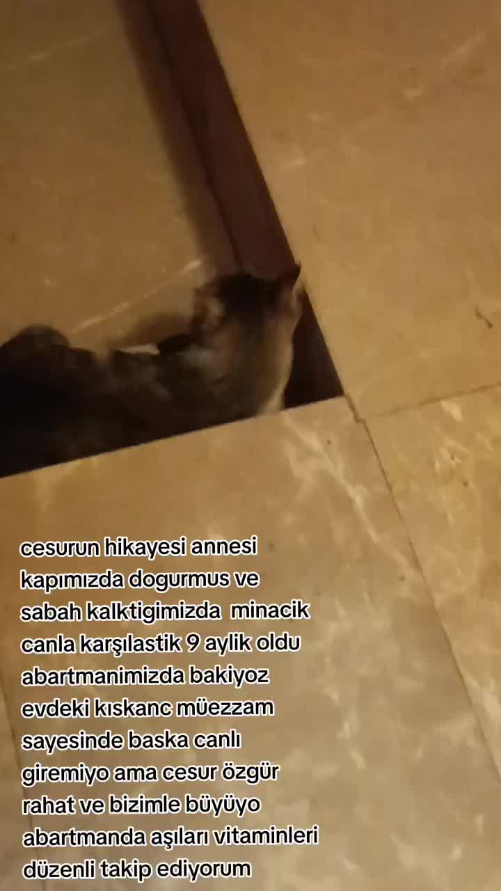 @Elif Enise Alan&ccedil;ay