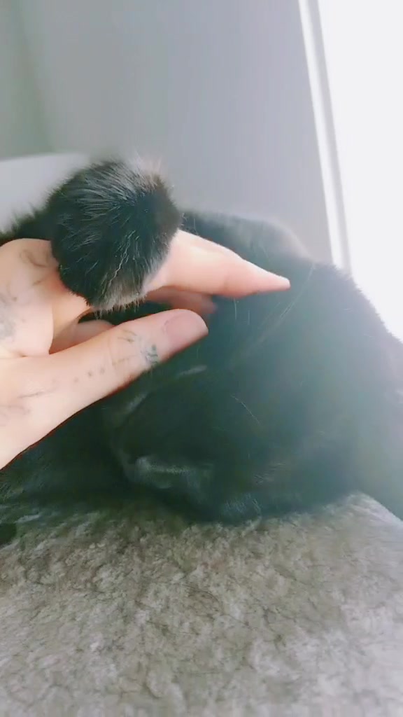 @Greeneyedkitties