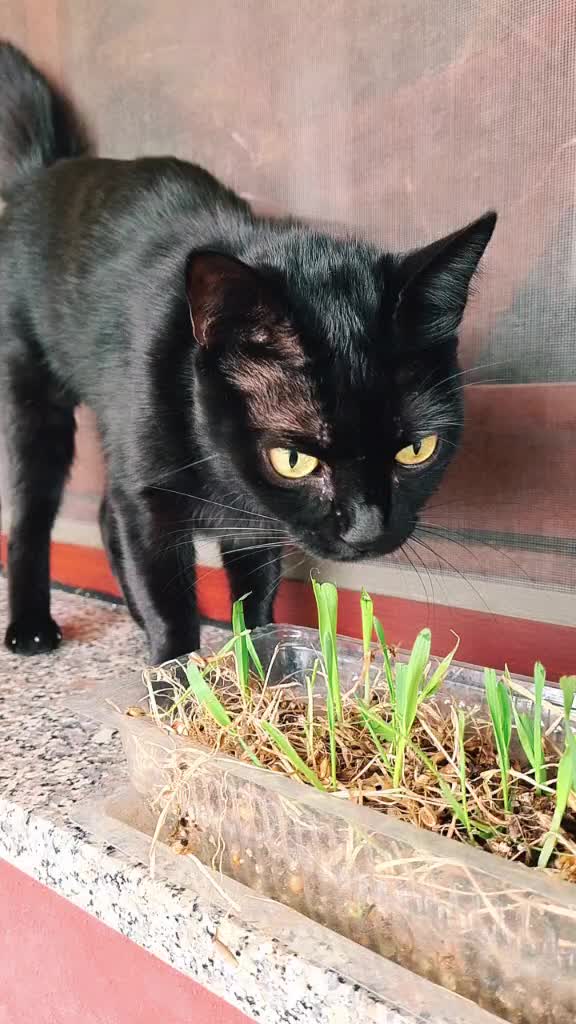 @Sia 🐱