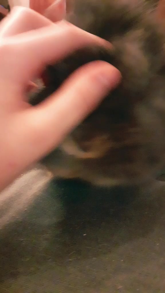 @Dieren lovers 💞