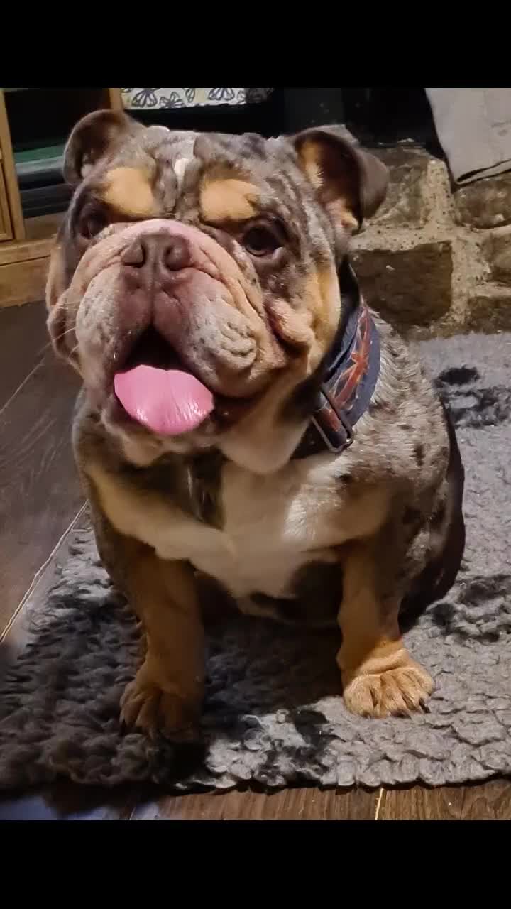 @howlvalley kennels