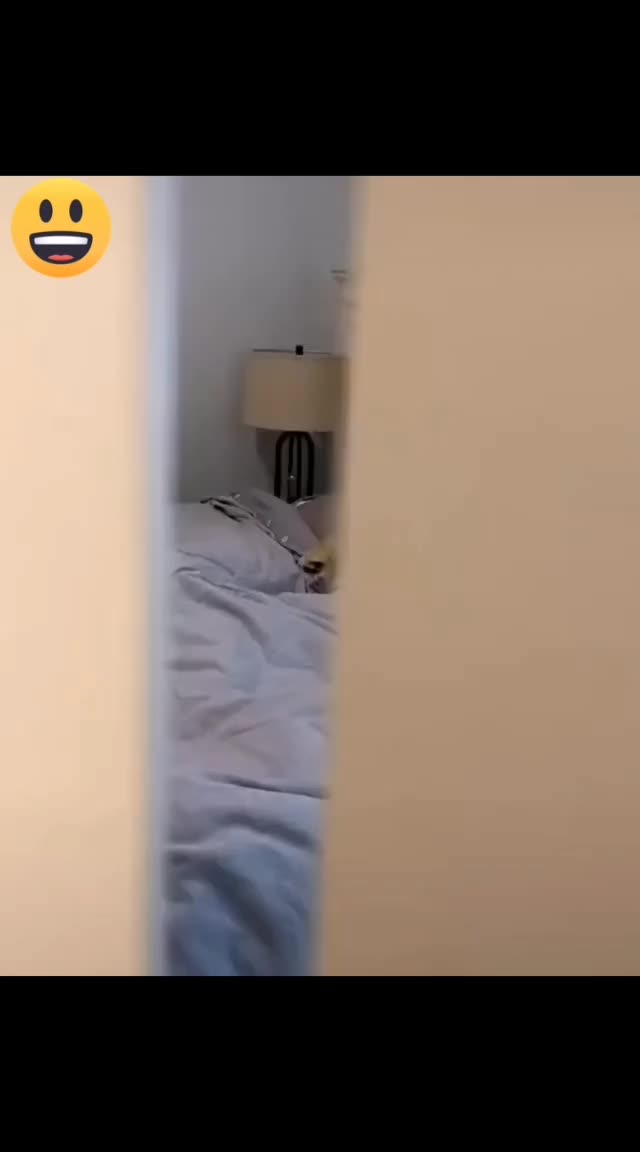 @Funny Animals World R
