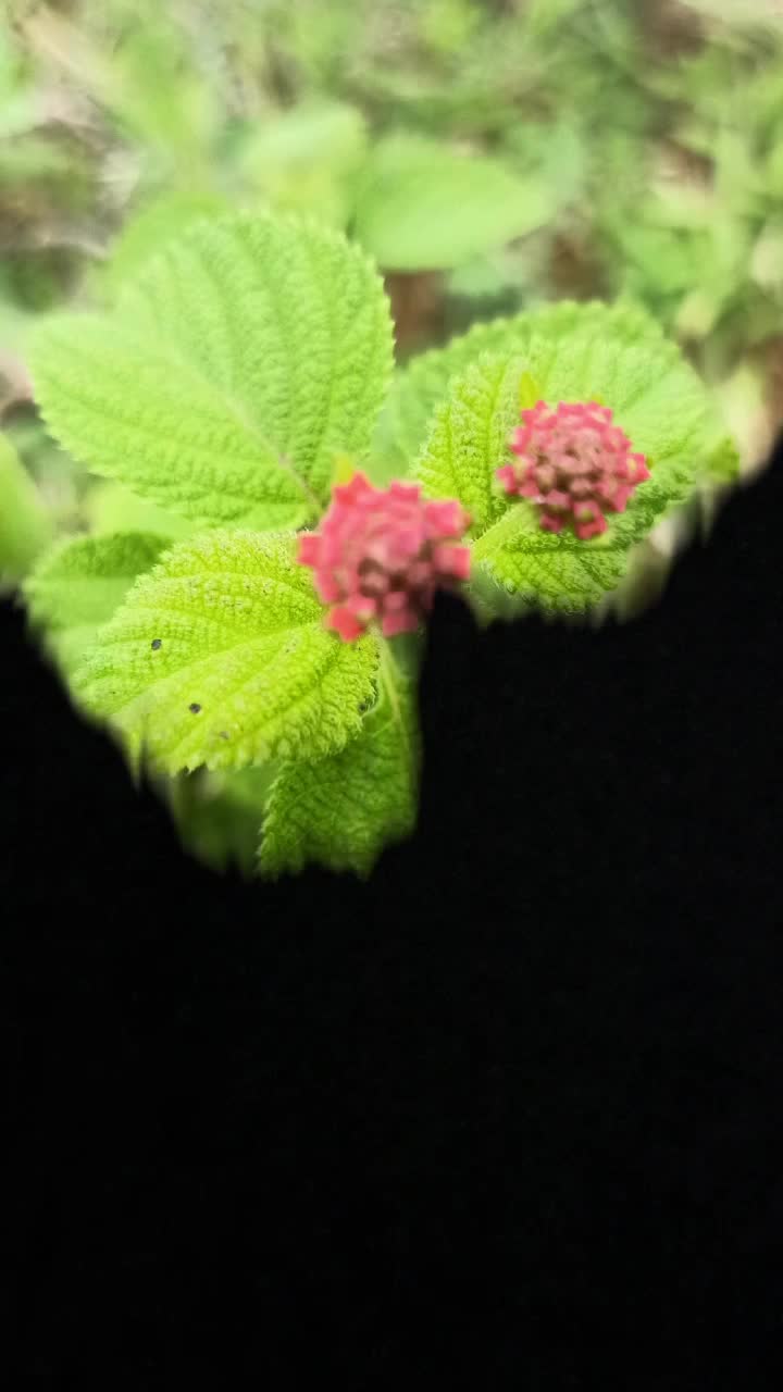 @🌴ರಾಣಿಗಿರಿ ರೈತ 🌴