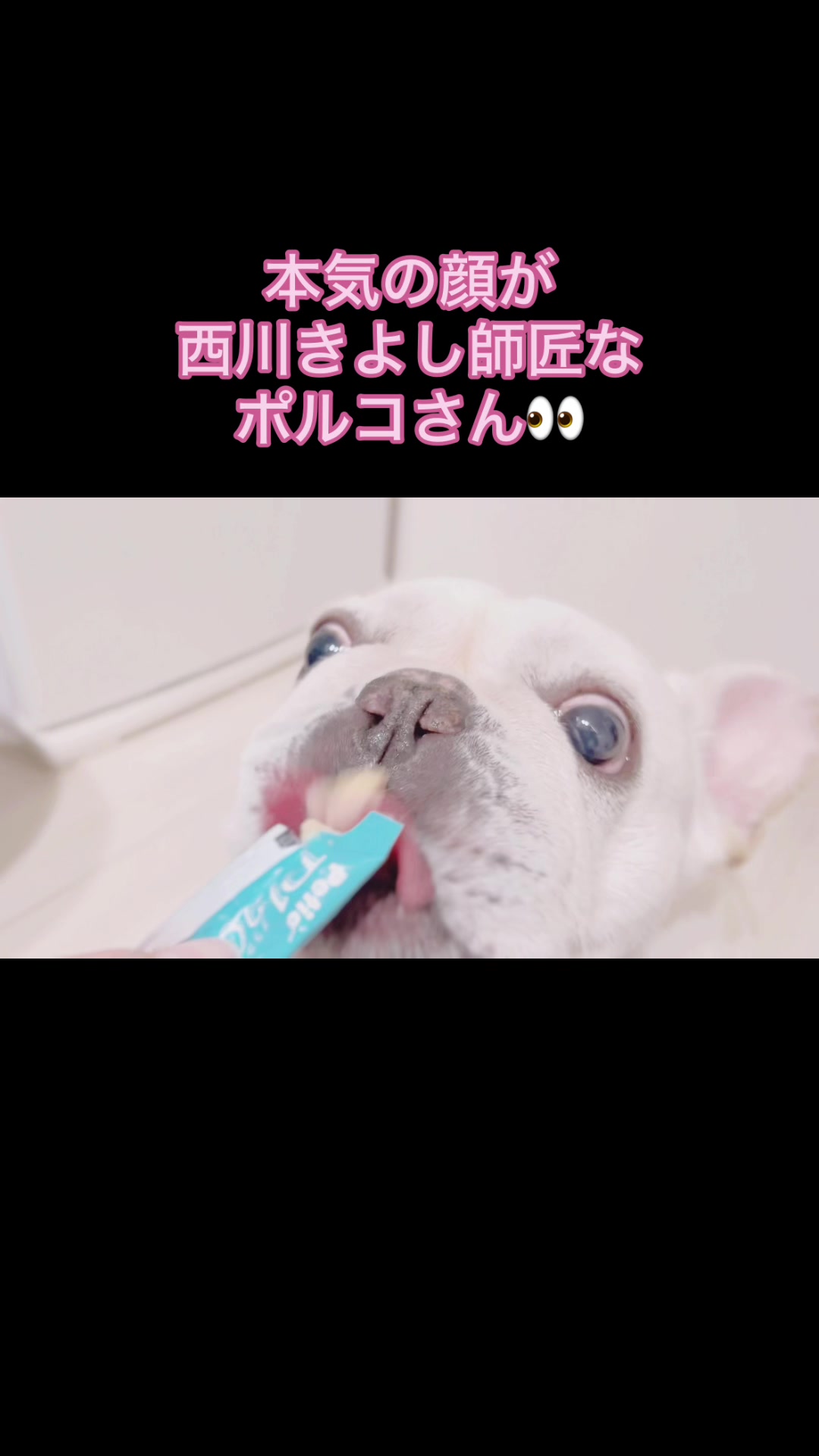 @フレンチブルドッグのPorco(ポルコ)🐷