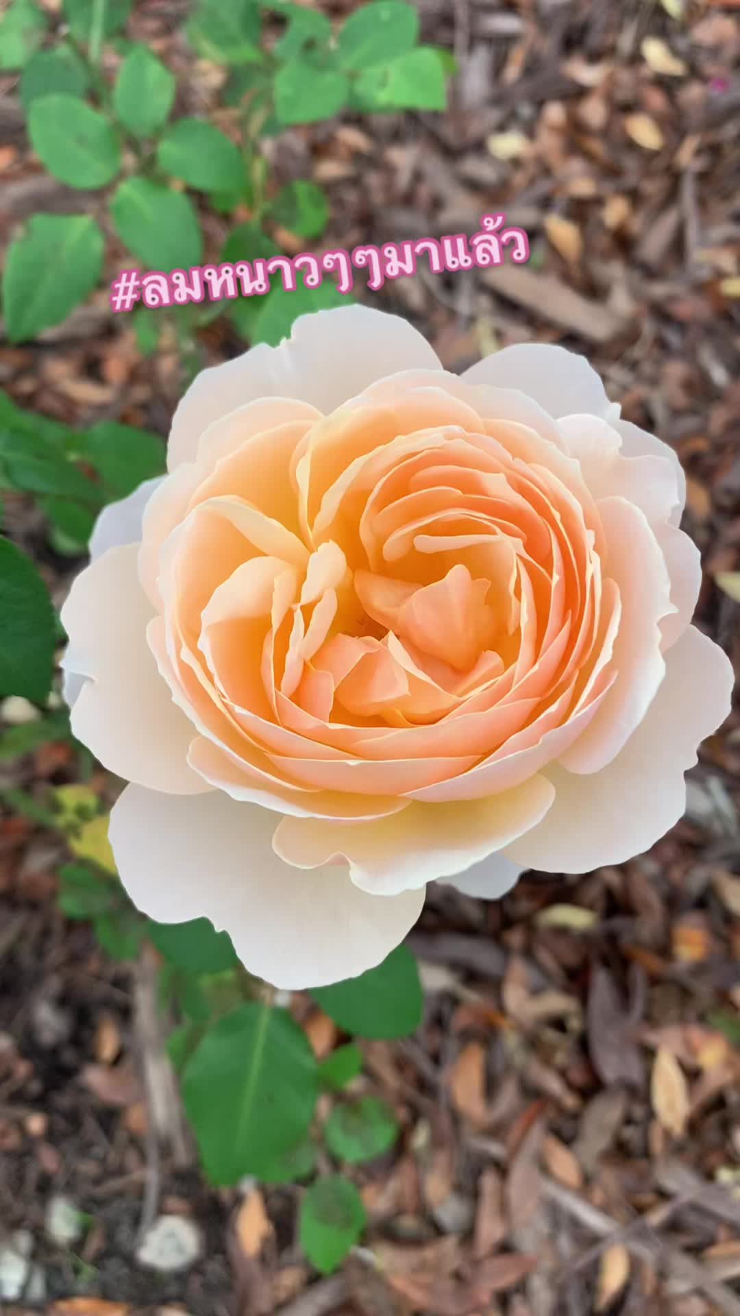 @bkotchamon