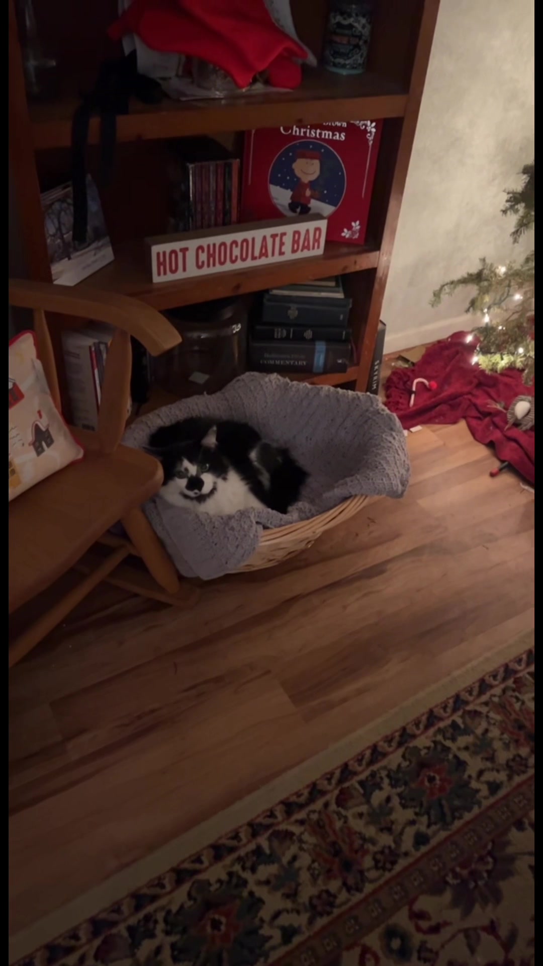 @Macaroni the Cat