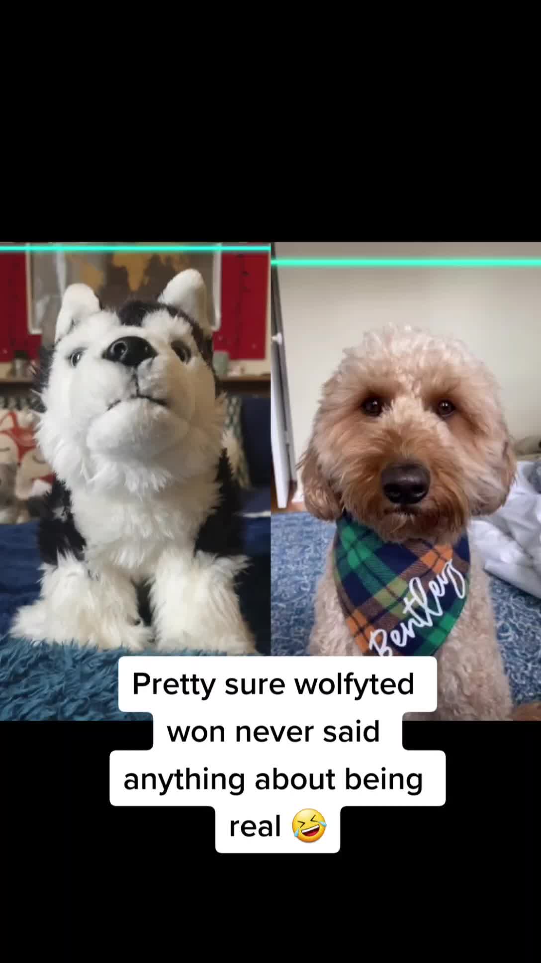 @Wolfy Ted