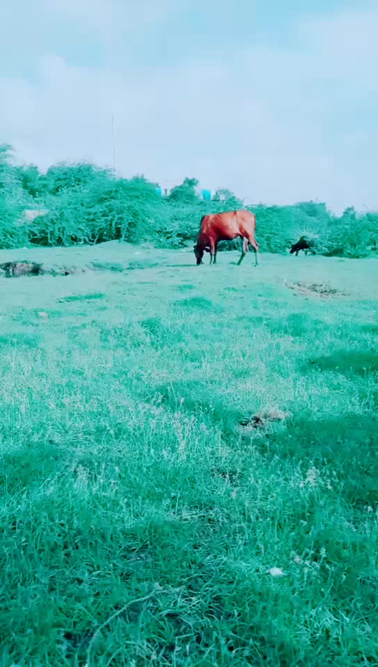 @ગૉવિદગઠવી