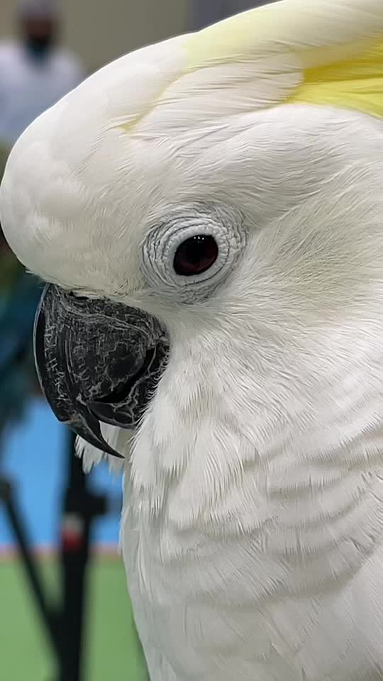 @gd&mdash;birds