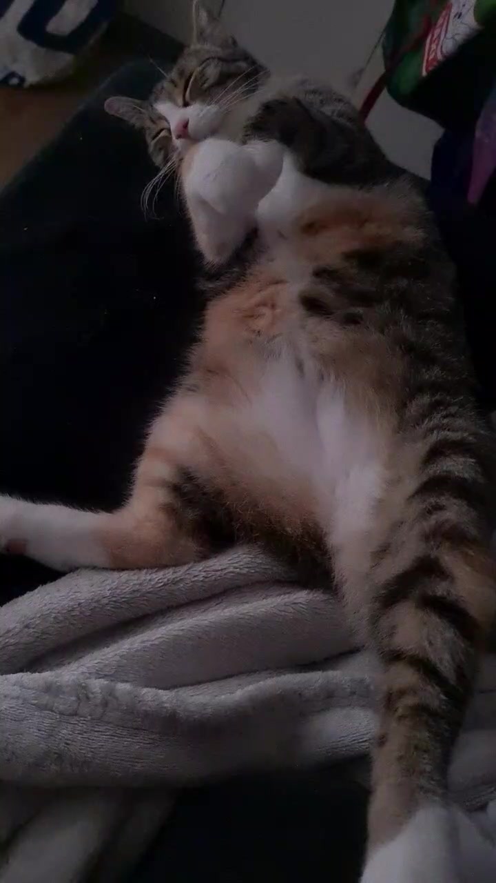 @5KidCat