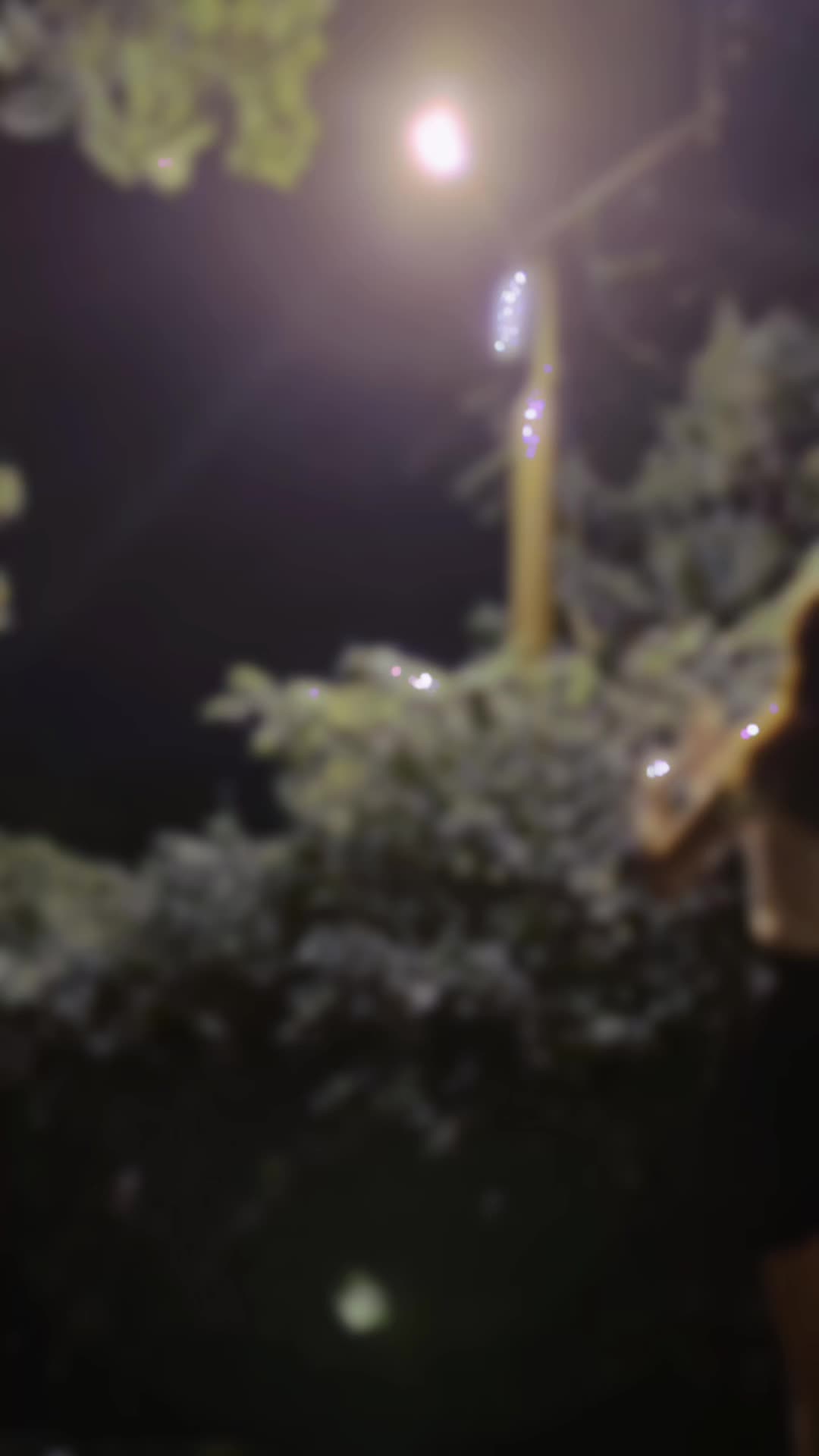 @又綾