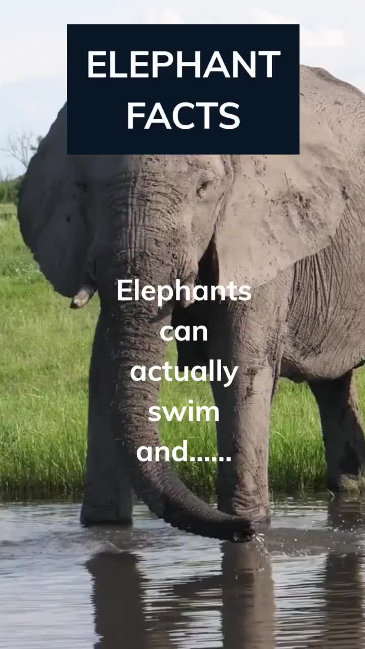 @Amusing Animal Facts