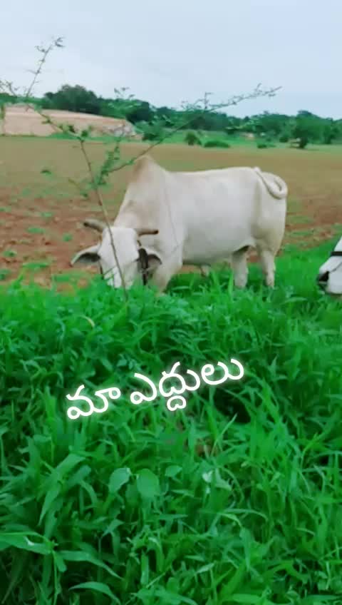@Narsimlu Mudiraj Nar