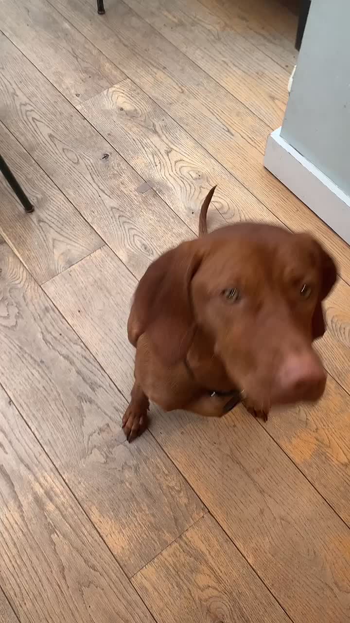 @Just that adorable pup