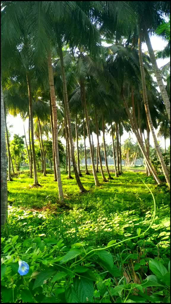 @suresh b