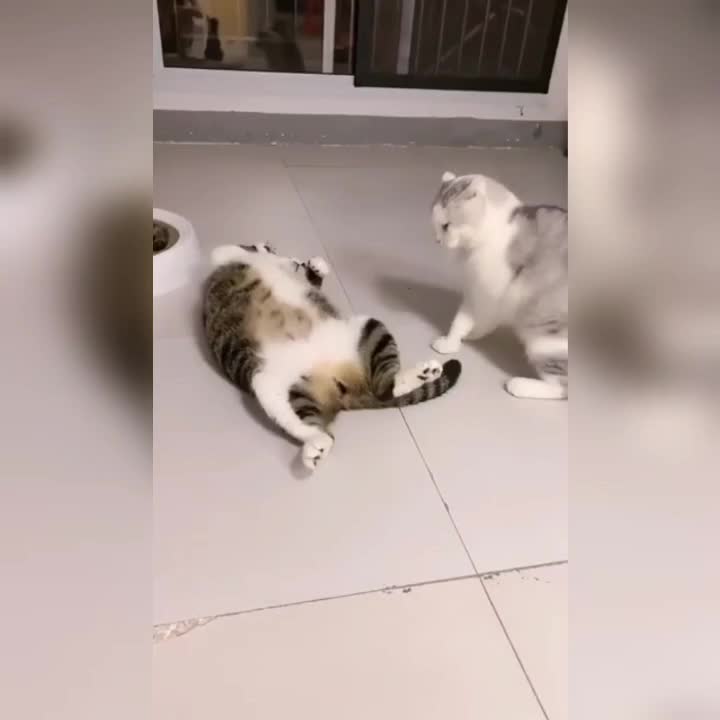 @leonupetpet